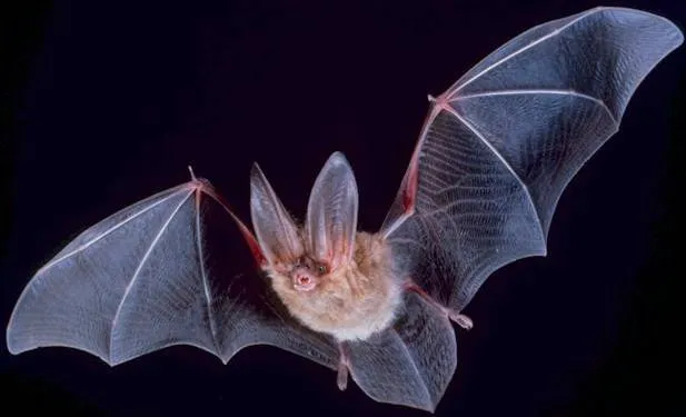 Going Batty! Bat Week evening walk — official source image