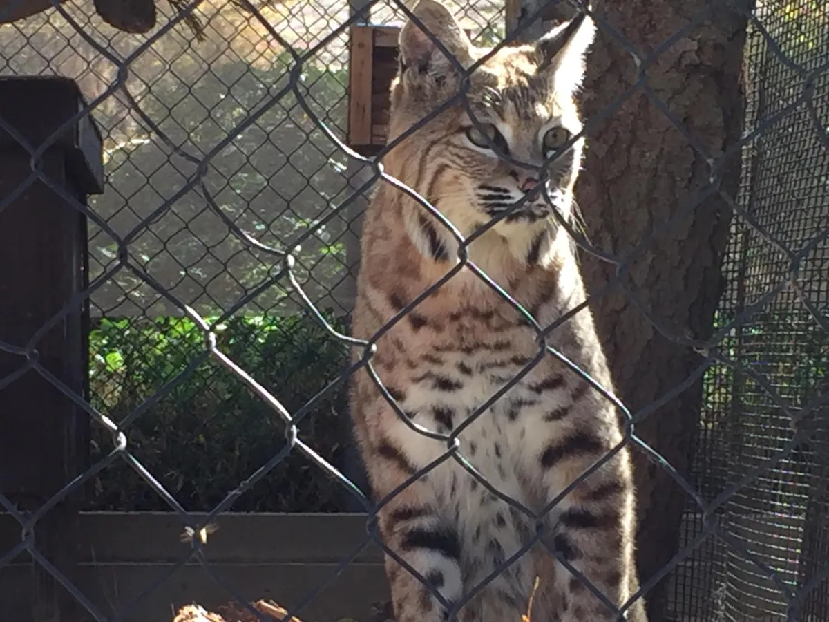Big Bear Alpine Zoo — official source image