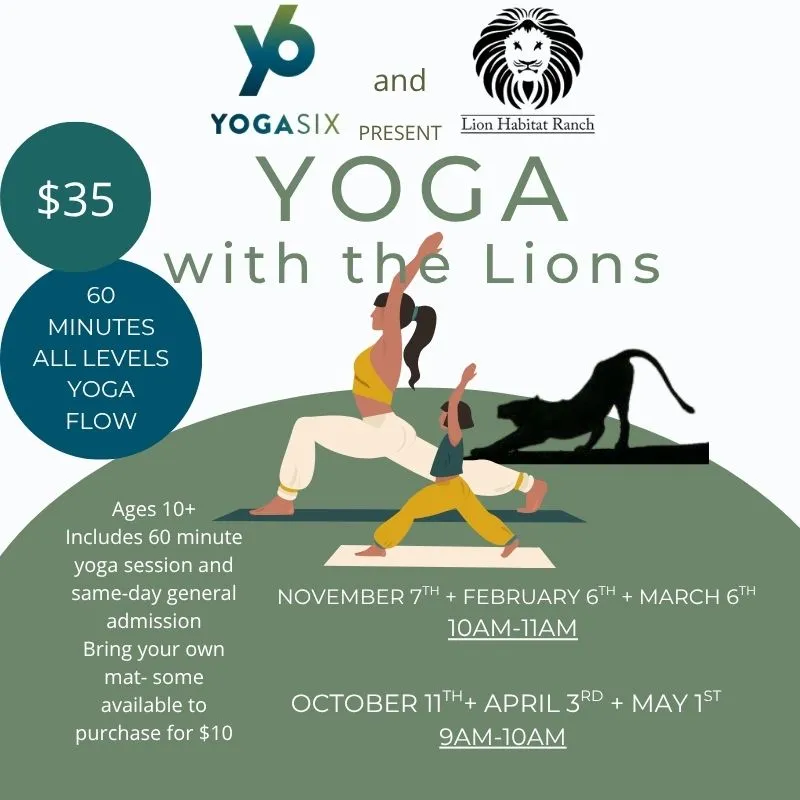 Yoga with the Lions at Lion Habitat Ranch — official source image