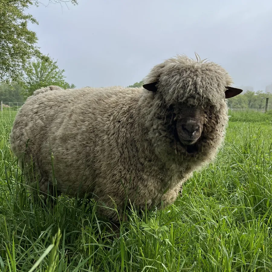 Meet our Animals: Friendly Finewool Sheep — Queens County Farm Museum — official source image