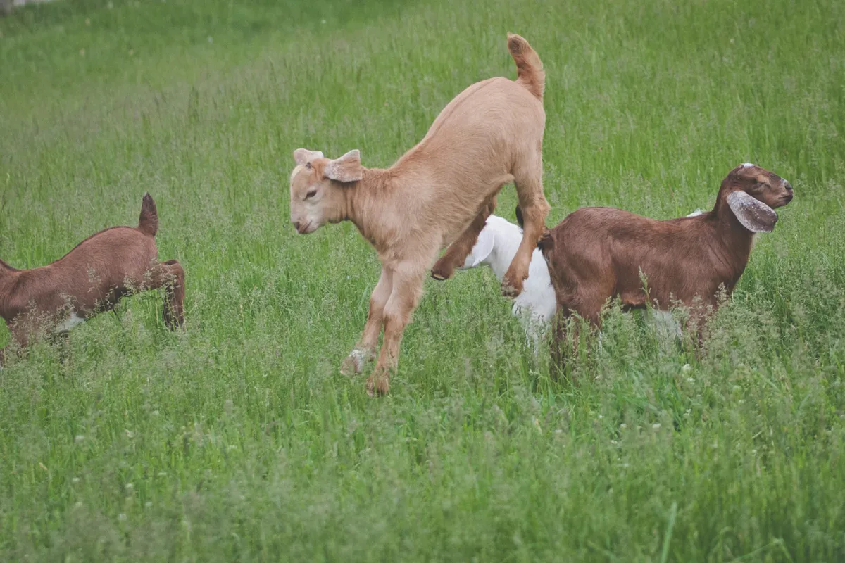 Just Kidding with Goats at Drumlin Farm — official source image