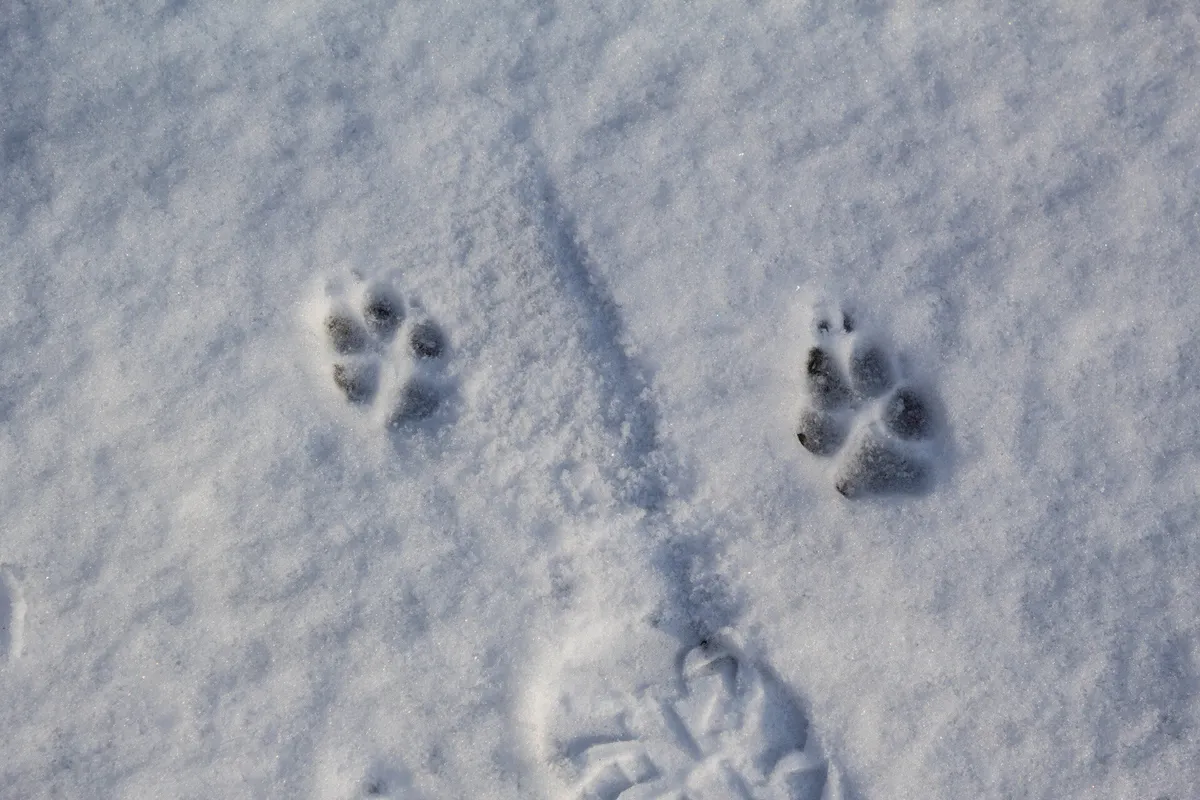 Tracking Winter Wildlife at Broadmoor — official source image