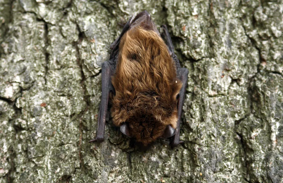 Bats: Fact or Fiction — Washington Crossing Historic Park — official source image
