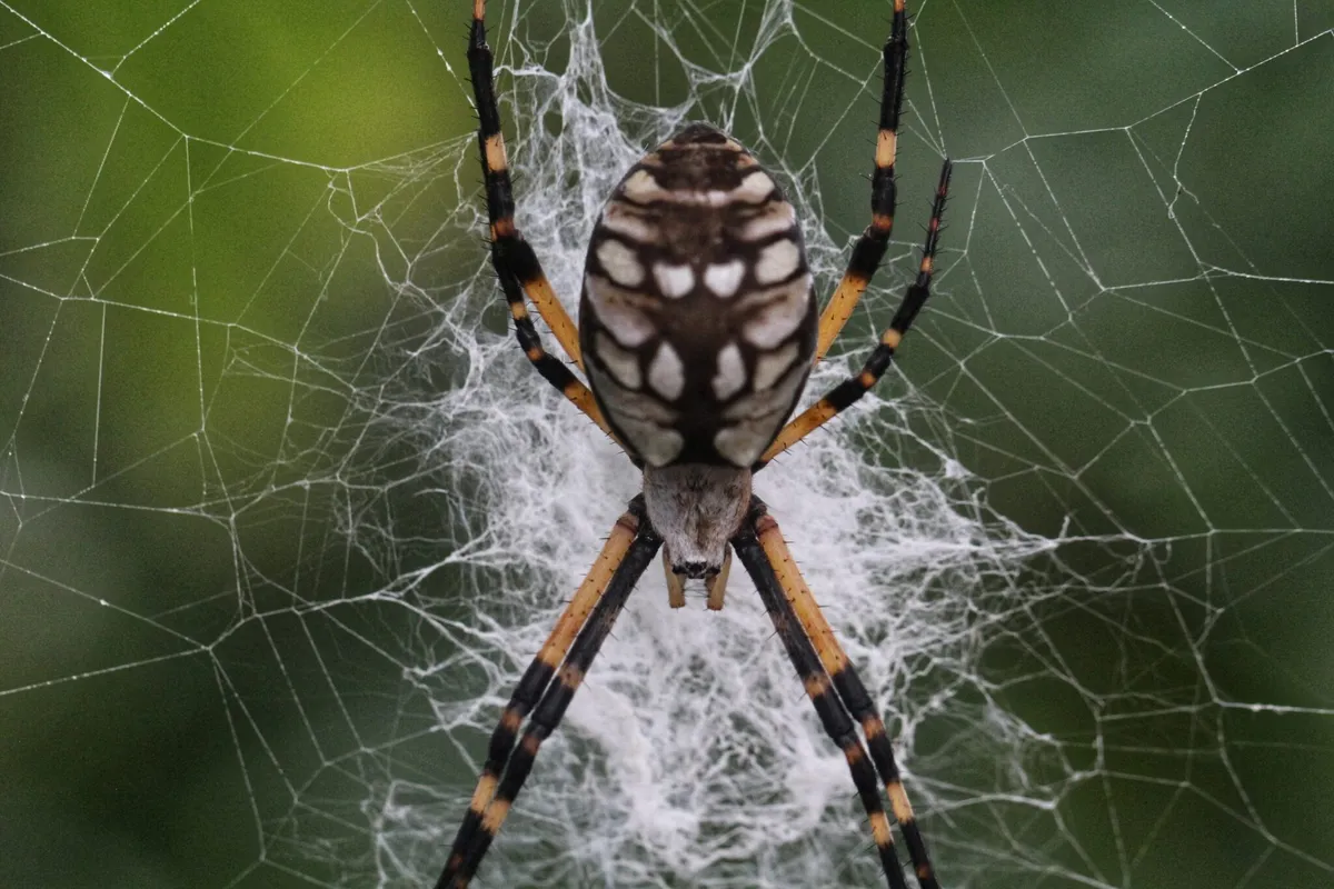 Butterfly Pavilion Fall Break Discovery Camps (Thanksgiving week) — official source image