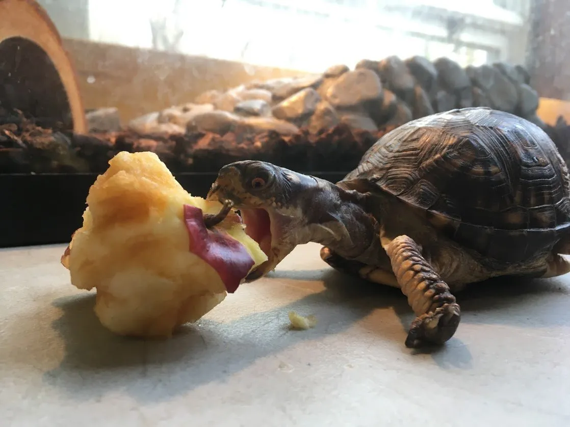 Thanksgiving-week Animal Feeding at Potomac Overlook — official source image