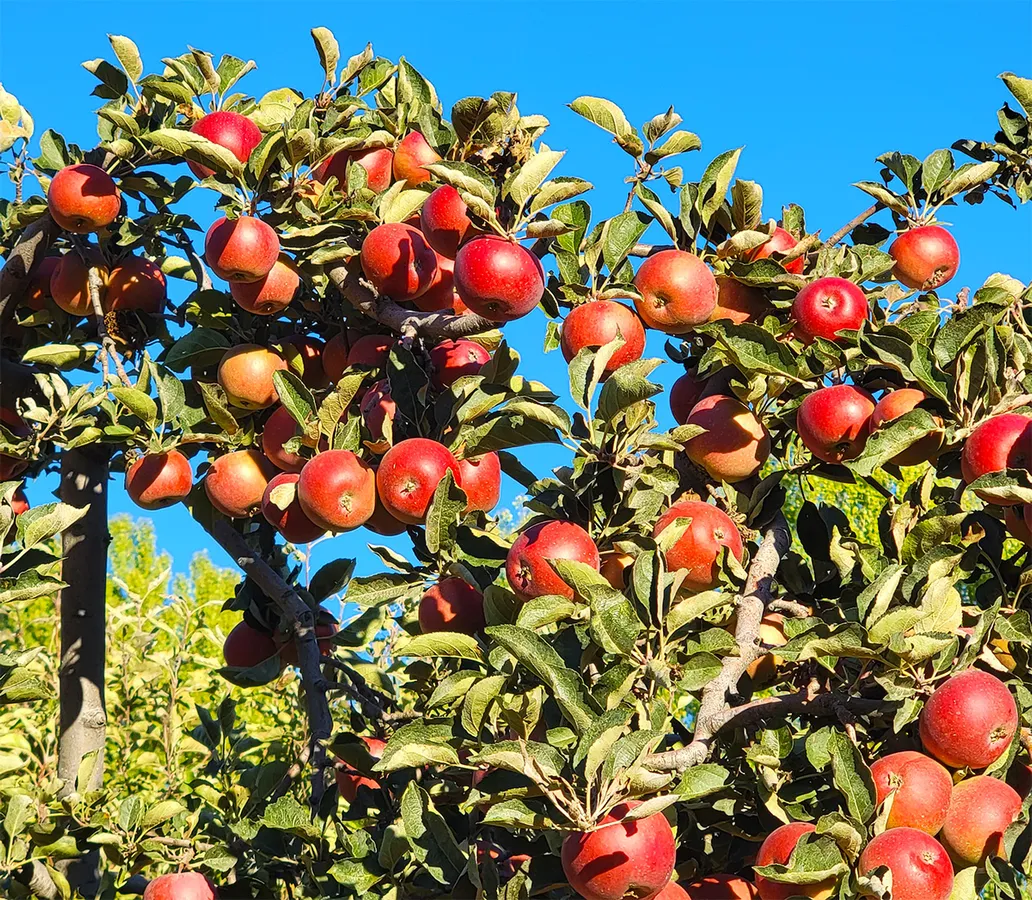 Riley's Farm (Oak Glen) – U-Pick apples and pumpkins — official source image