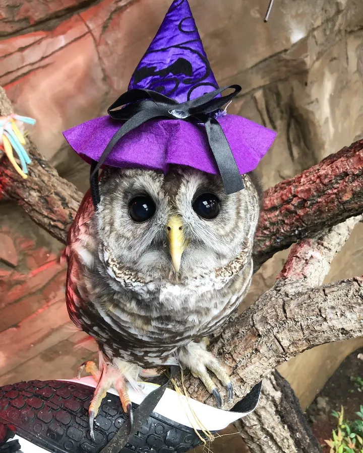 Long Island Aquarium Bats, Barnacles & Broomsticks — official source image