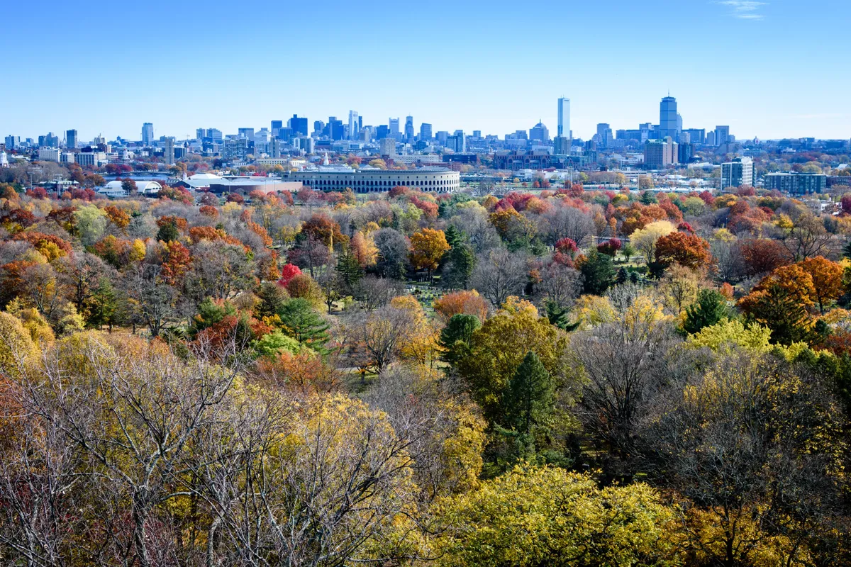 Boston Skyline & Winter Wildlife at Chickatawbut Hill — official source image