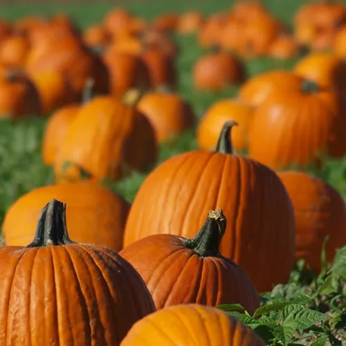 Halloween Costume Parades at Clark's Elioak Farm — venue image