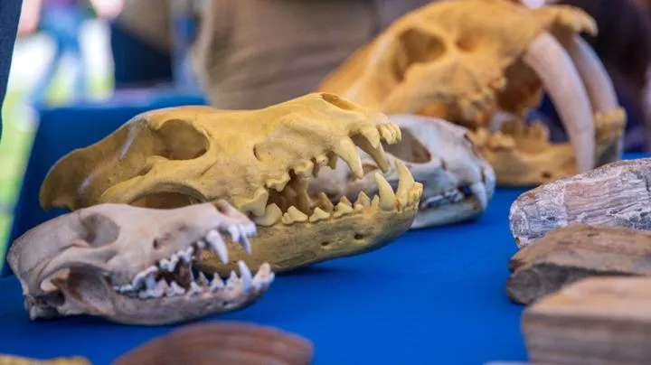 Preschool Paleontology: Art & Storytime at Clark Regional Park — official source image