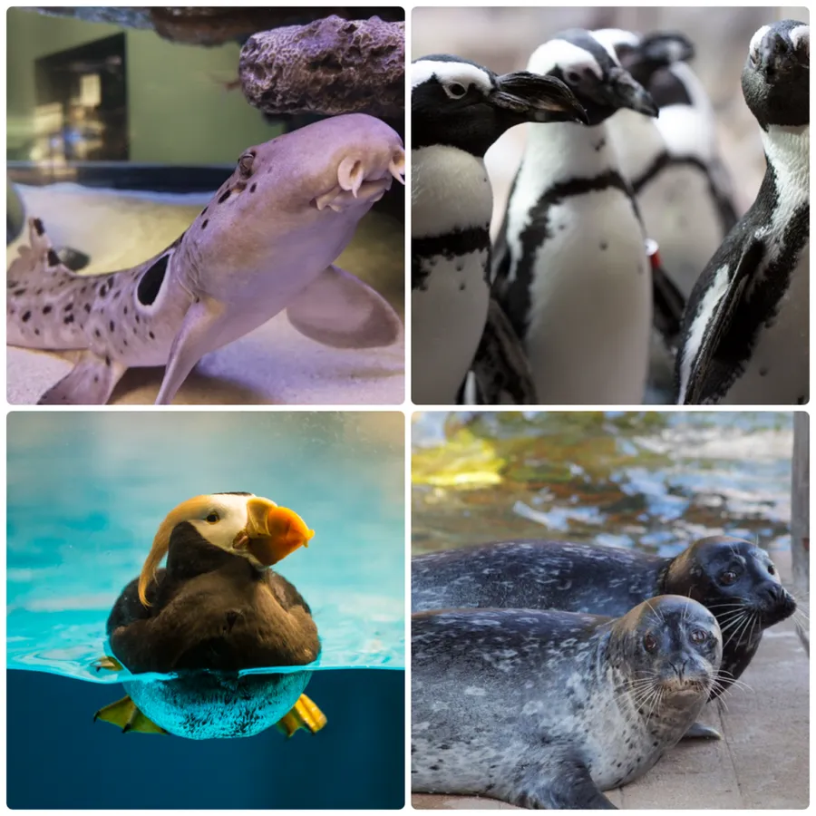 Sparky and Friends: Aquatic Encounters presented by Blaze Credit Union — venue image