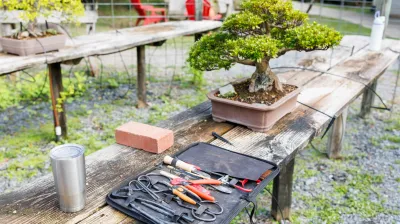 Discover Bonsai — November 2026 — official source image
