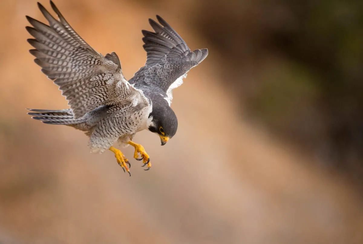 Falconry with the Ohio School of Falconry — official source image