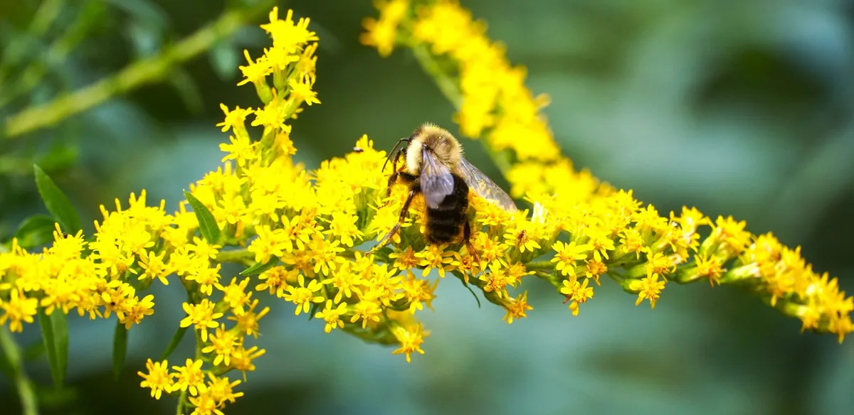 Nature Center at Greenburgh: Grounds and Live Animals — venue image