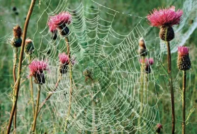 Spiders in the Garden! — official source image