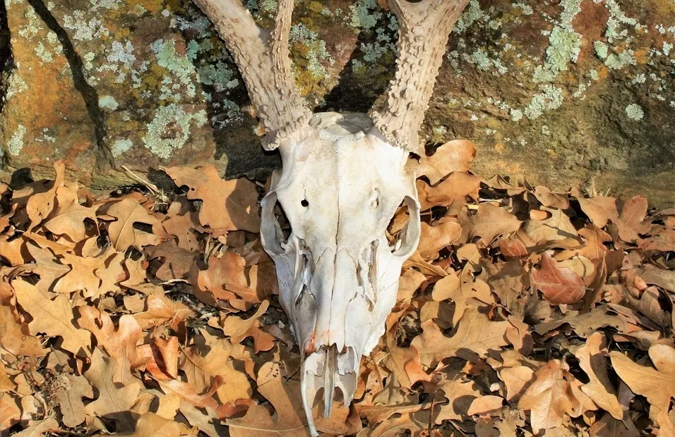 Skulls, Bones, Horns and Antlers — Ridley Creek State Park — official source image
