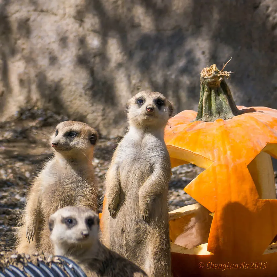 HallZOOween at the Cincinnati Zoo — official source image