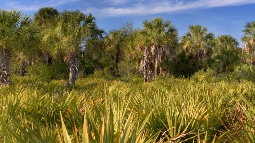 Weedon Island Preserve & Cultural and Natural History Center — official source image