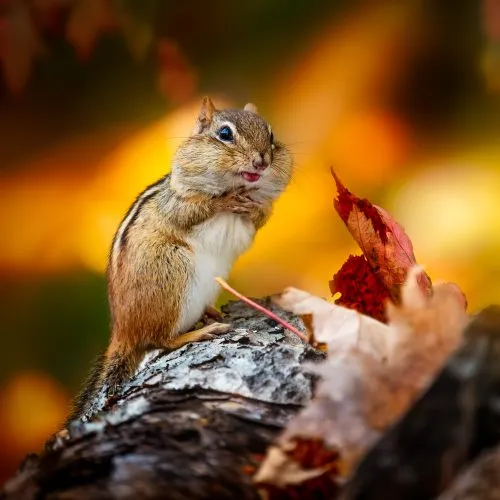 Fall Discovery Weekends at Reeves-Reed Arboretum — official source image