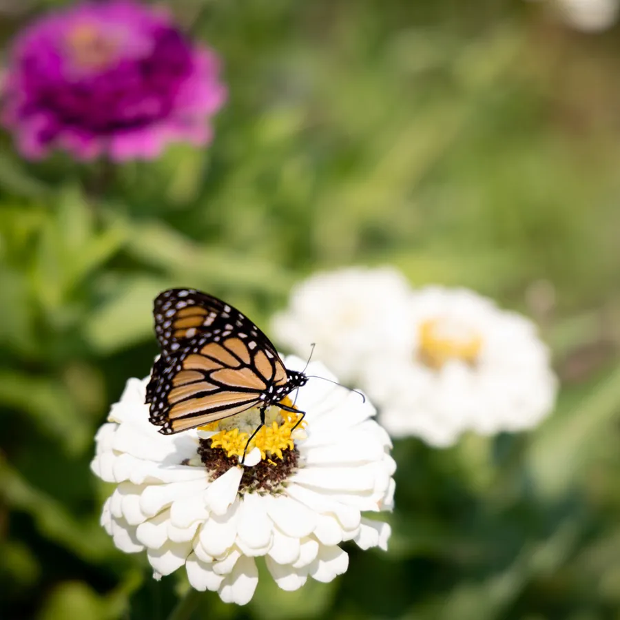 Butterfly Day at Herff Farm — official source image