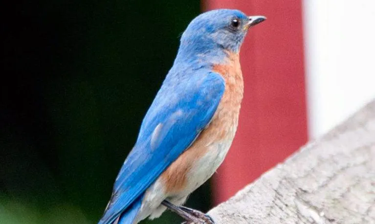 Birding Basics at the Chappaqua Public Library (for everyone) — official source image