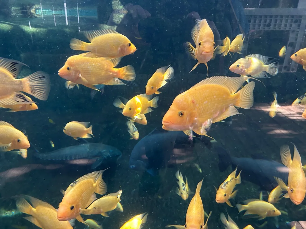 Fish Chat in the Tropics — venue image