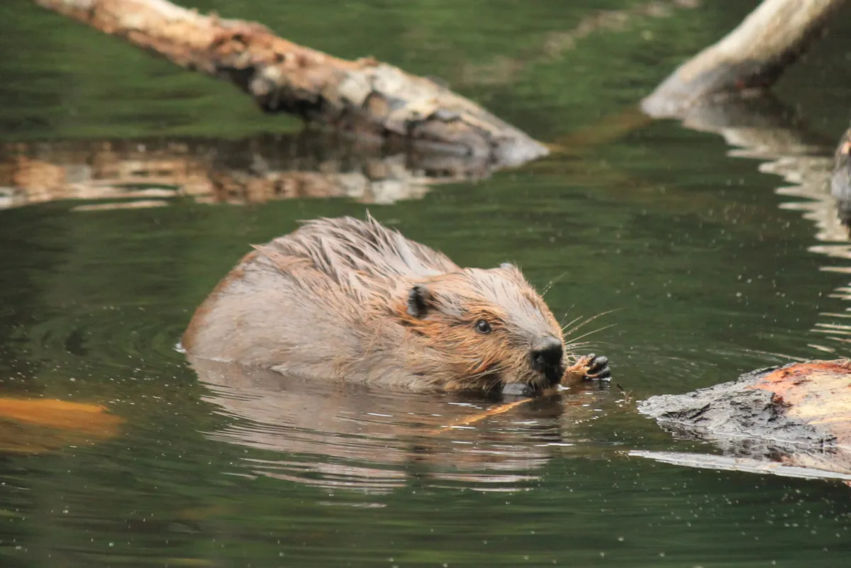 Busy Beavers by the Boardwalk at Broadmoor — official source image