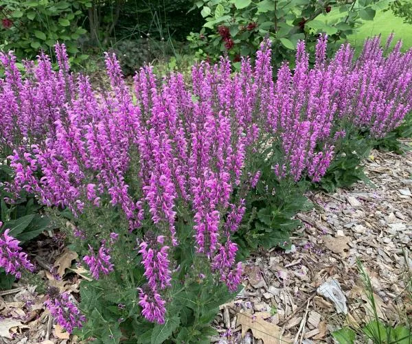 Weekend Pop-Up Nature Exhibits — program image