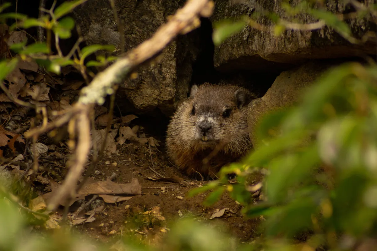 Winter Wildlife Tales & Meet and Greet at Broadmoor — official source image