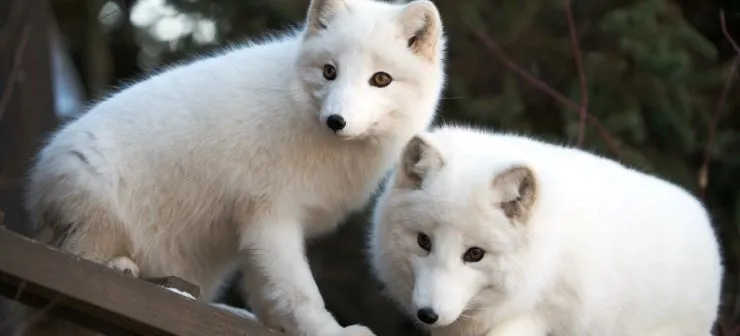 1-Day Winter Break Camps (Grades K-5) at the Columbus Zoo — official source image