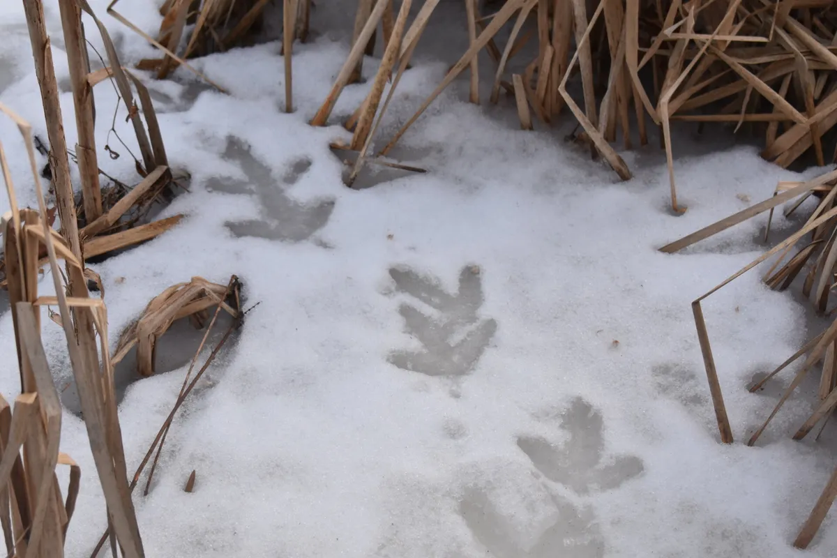 Hike & Craft: Winter Tracking at Moose Hill — official source image