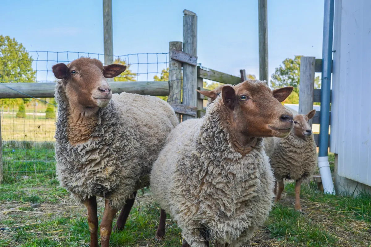 Gallant Farm (Depression-era living history farm) — official source image