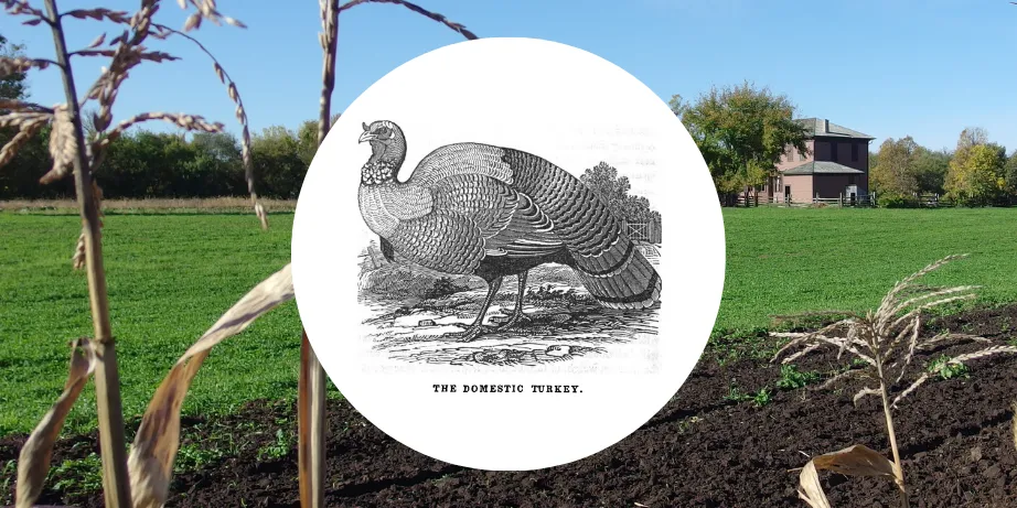 Thanksgiving on the Farm — official source image