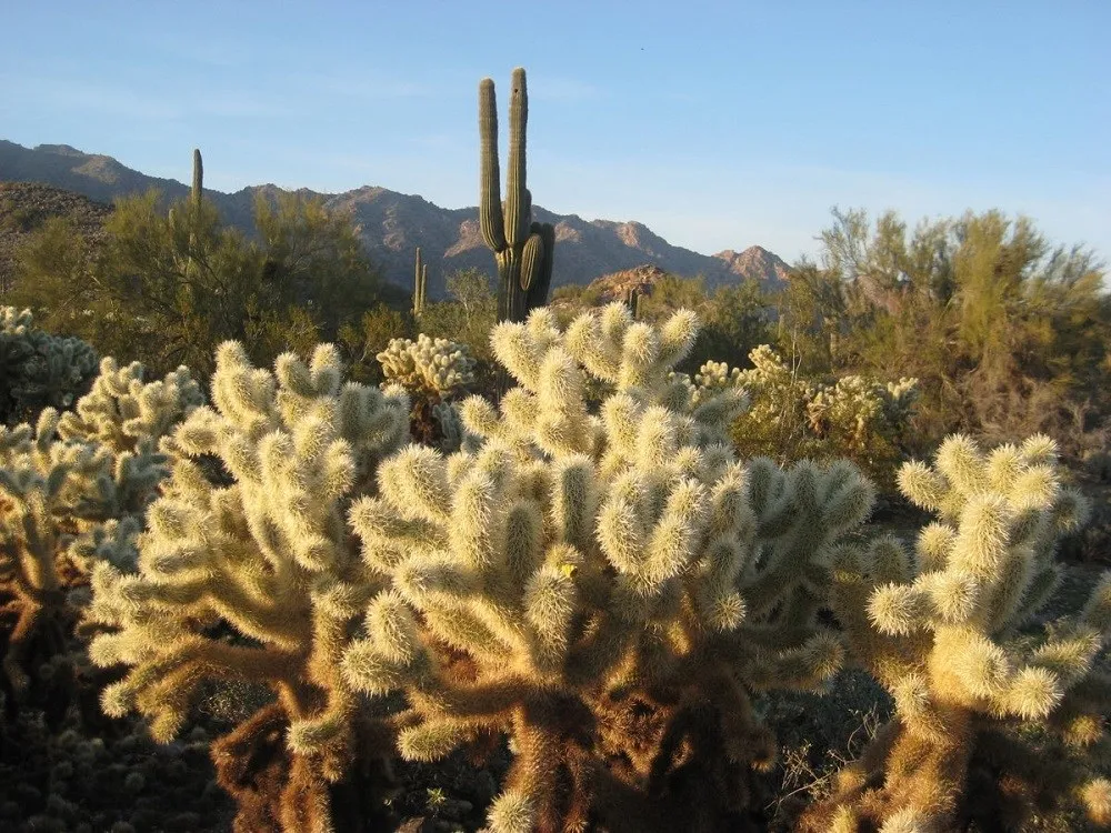 Desert Defenders Seed Toss — White Tank Mountain — venue image