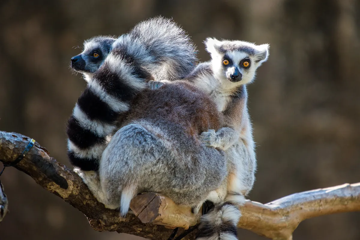World Lemur Festival at the Houston Zoo — official source image