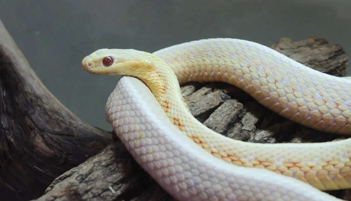 Wee Wonders: Snakes at Sand Ridge Nature Center — official source image