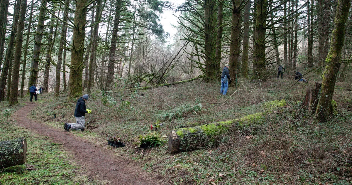 Planting at Scouters Mountain Nature Park — official source image