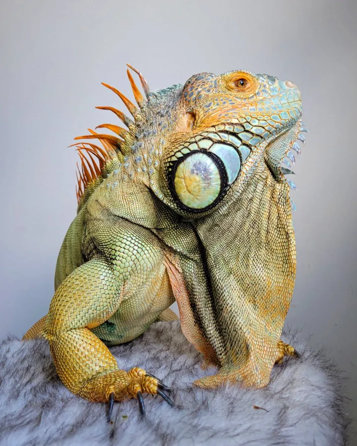 Animal Encounters at the Schenley Park Visitor Center — official source image