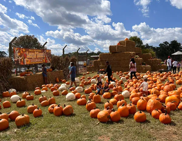 Lazy 5 Ranch 2026 Fall Festival — official source image