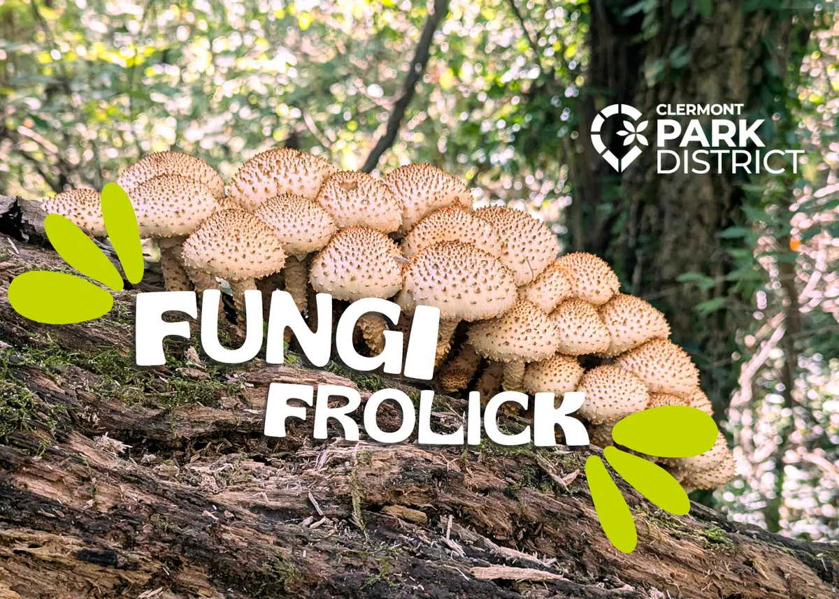 Fungi Frolick — official source image