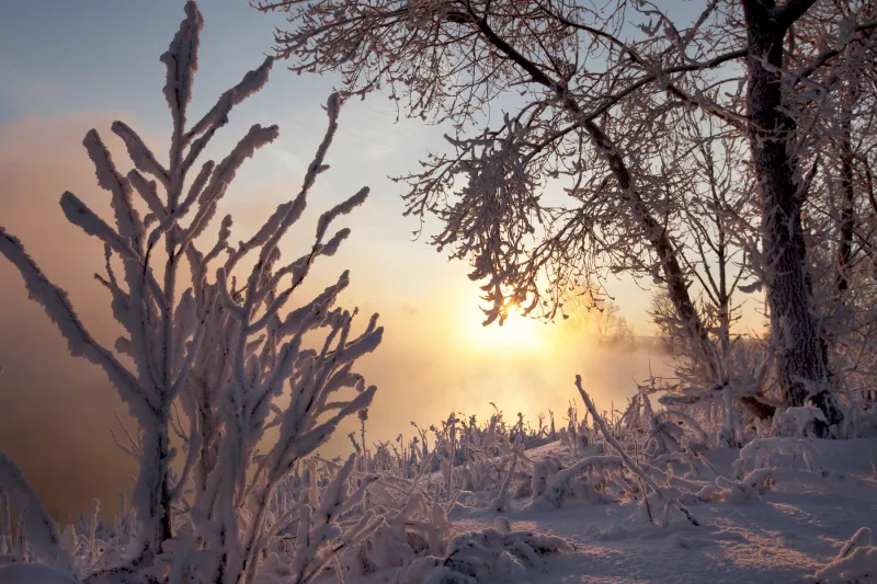Winter Solstice Walk through Whitney and Thayer Woods — official source image