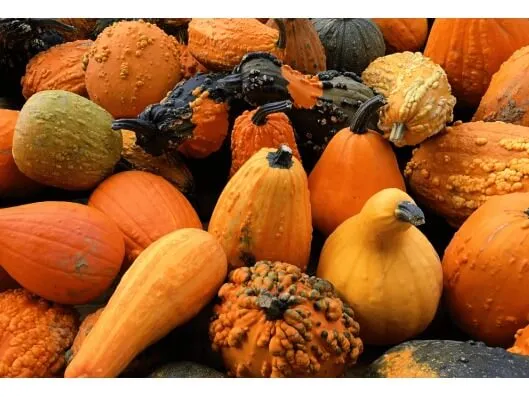Pumpkinology Enrichment Class — Date Needs Confirmation — official source image