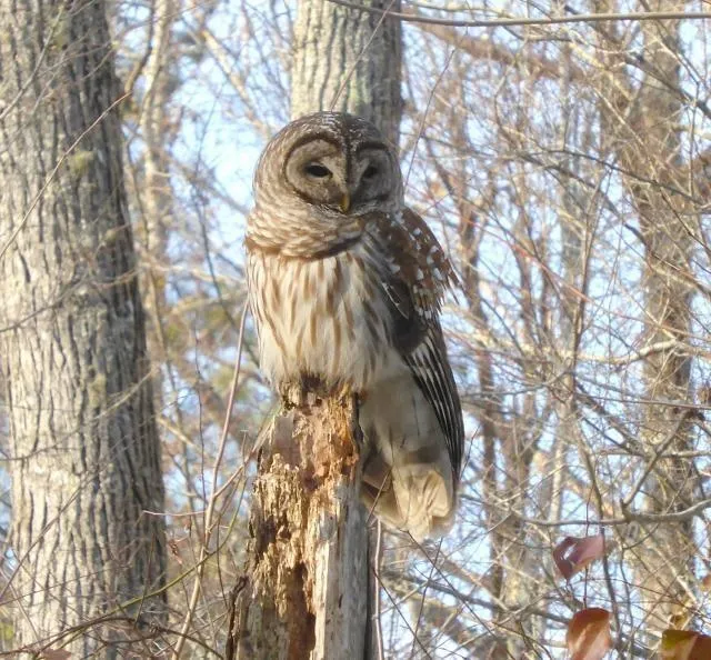 First Day of Winter Bird Count at Lake Norman State Park — official source image