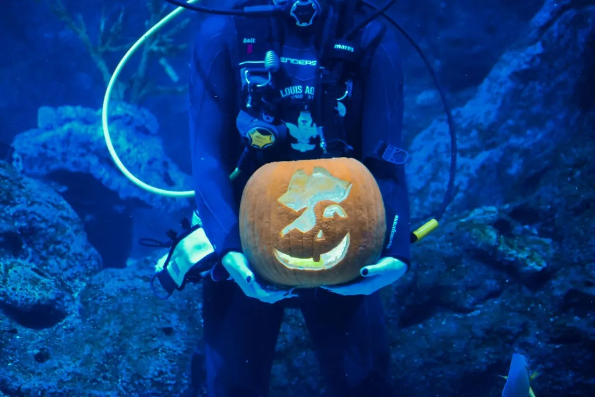 Pirates and Pumpkins with Underwater Pumpkin Carving at the St. Louis Aquarium — official source image