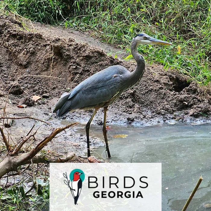 Birds Georgia Forest Walk 2026 — venue image