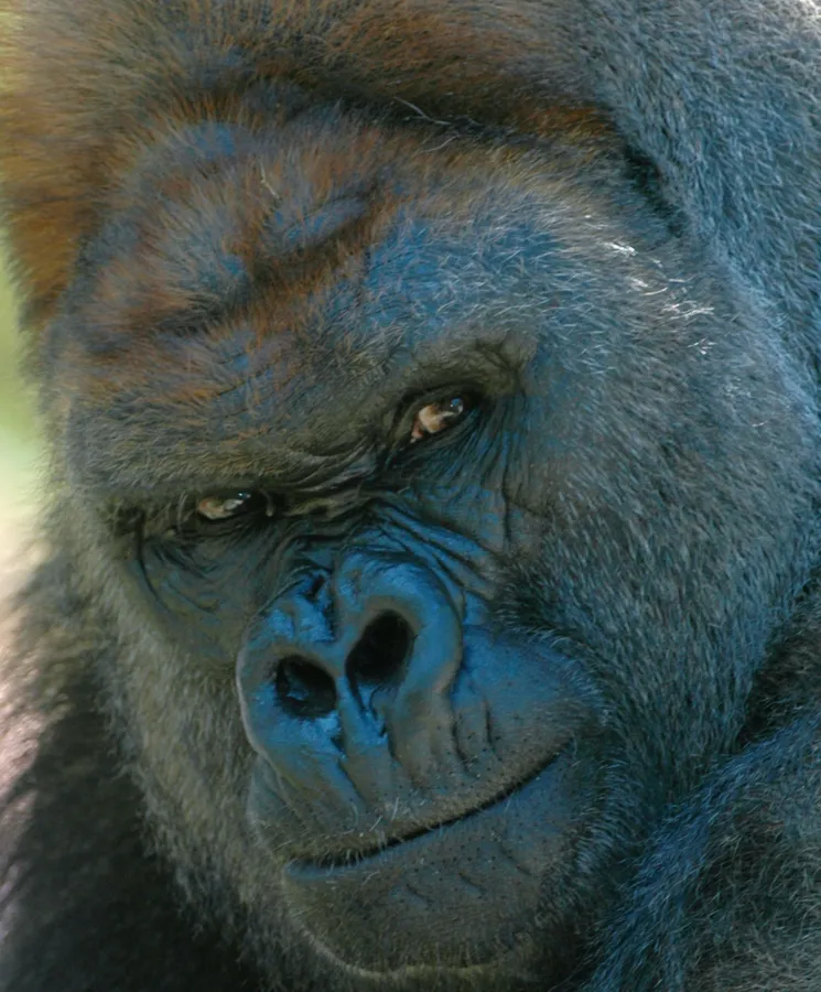 Gorilla Program — venue image
