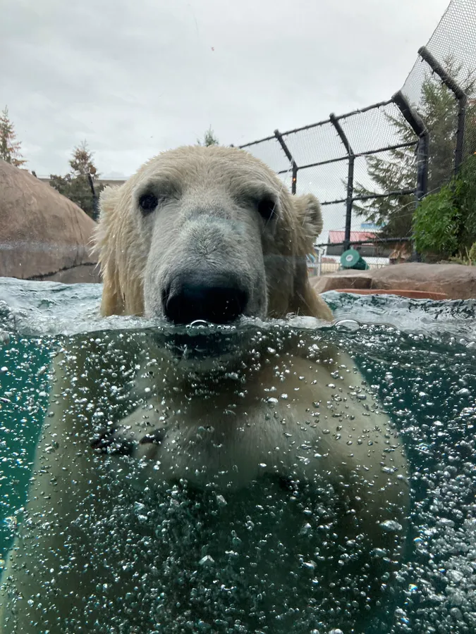 Polar Bear Program — venue image