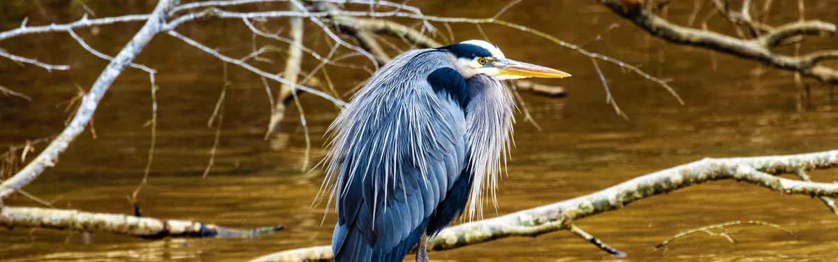 Lake Norman State Park — official source image