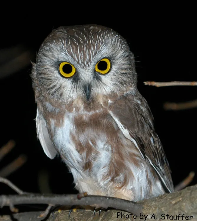 Whose that Hoot? Owl Prowl at Forbes State Forest — official source image