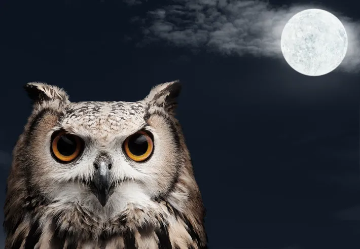 Owl-O-Ween at McGough Nature Park — official source image
